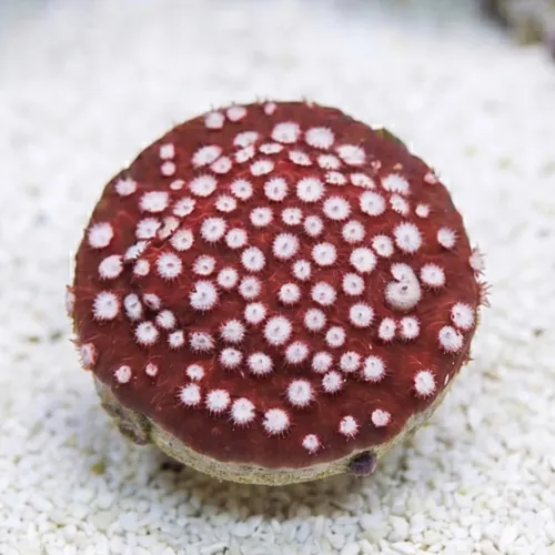 Cyphastrea "Peppermint" Red - Aquacultured