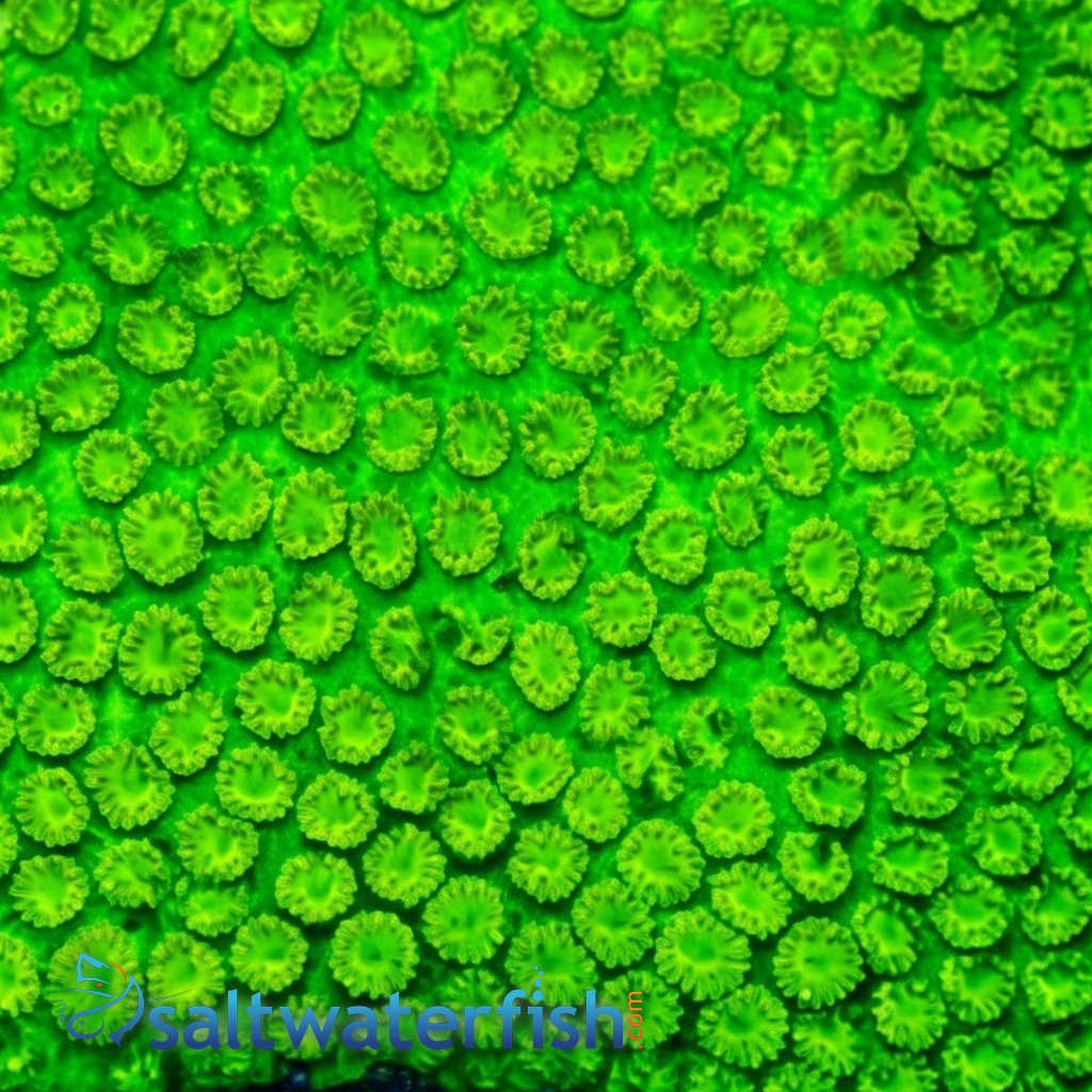 Cyphastrea Green