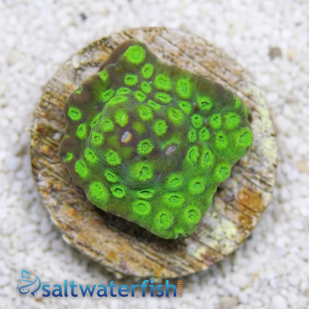 Cyphastrea Green