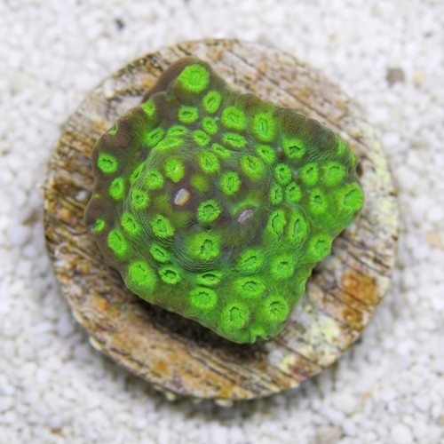 Cyphastrea Green