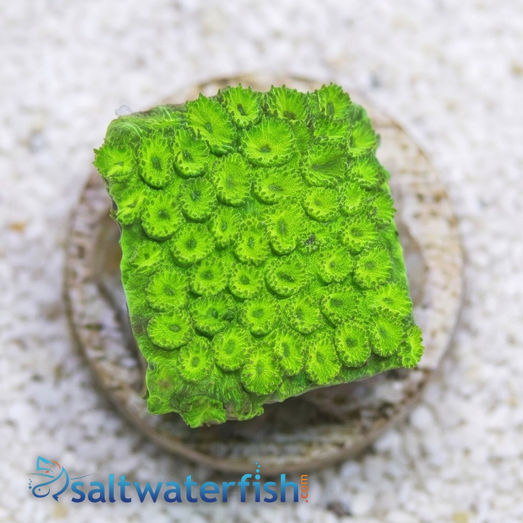Cyphastrea Neon Green