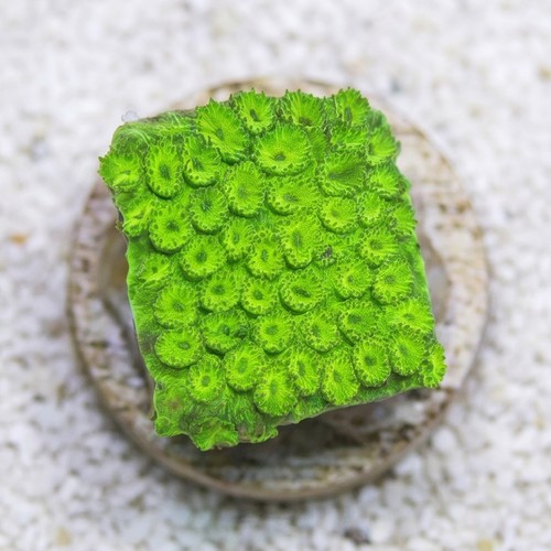 Cyphastrea Neon Green