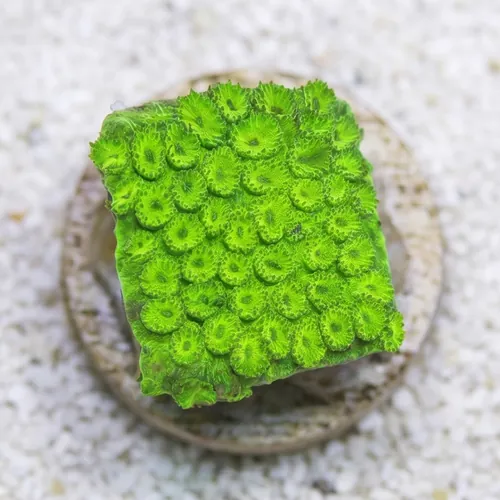 Cyphastrea Neon Green