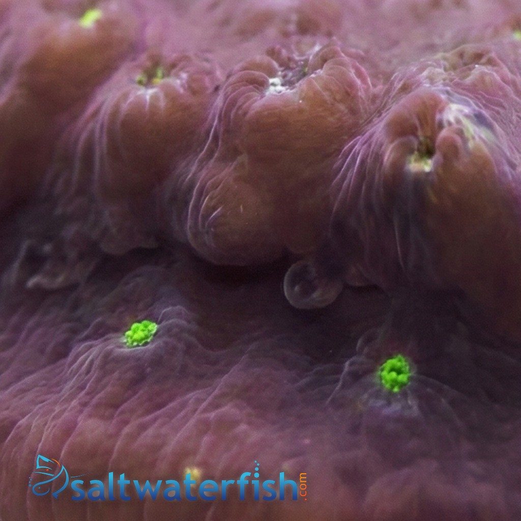 Cyphastrea : Maroon w/ Green Polyps
