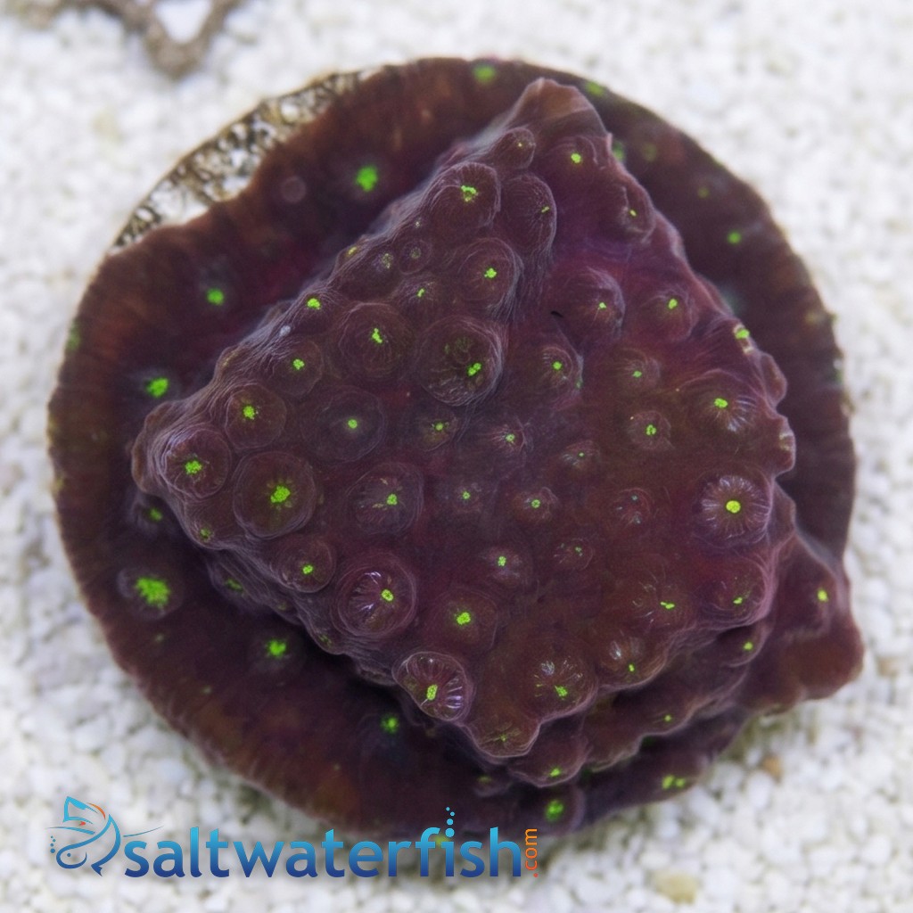 Cyphastrea : Maroon w/ Green Polyps