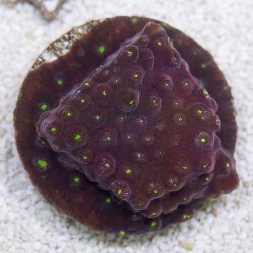 Cyphastrea : Maroon w/ Green Polyps
