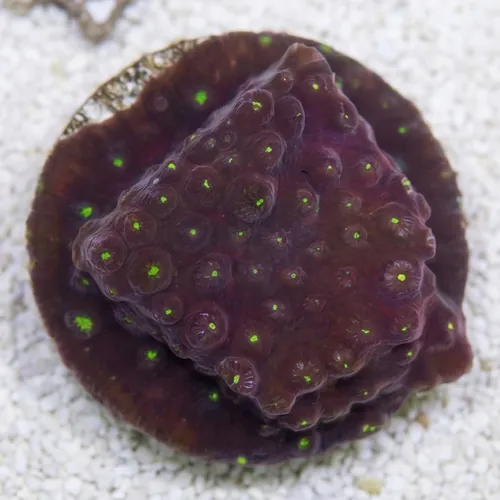 Cyphastrea : Maroon w/ Green Polyps