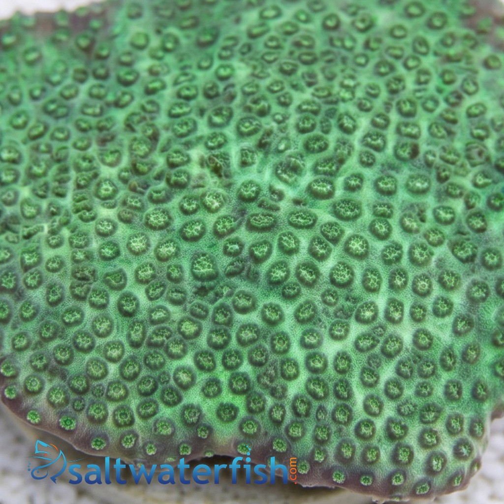 Cyphastrea Green - Aquacultured