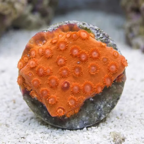Cyphastrea : Orange Hi-C - Aquacultured