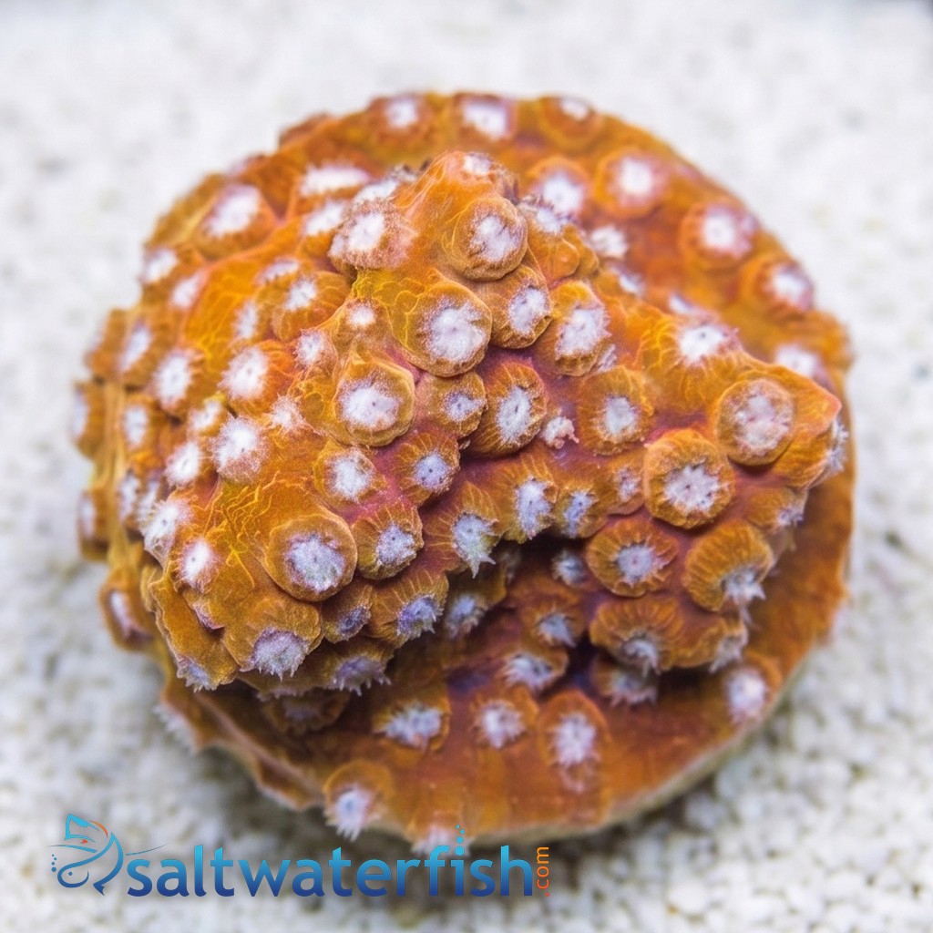 Cyphastrea Butterscotch - Aquacultured
