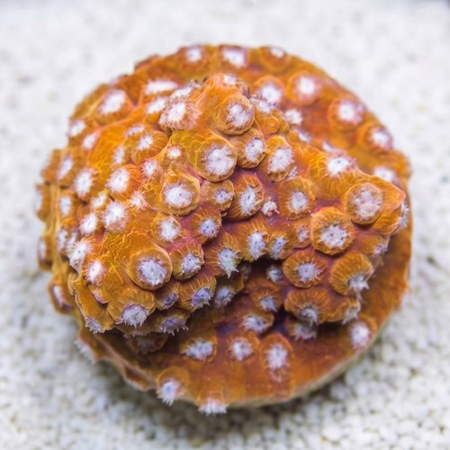 Cyphastrea Butterscotch - Aquacultured
