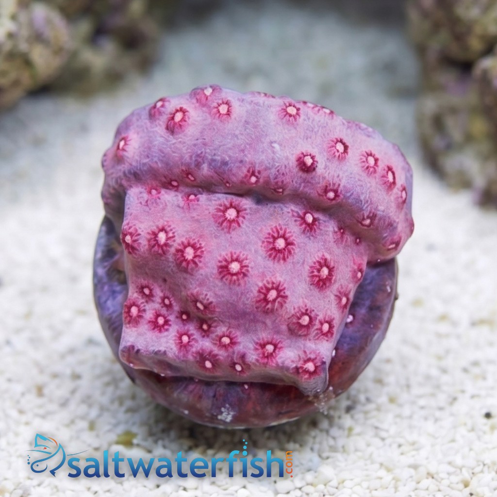 Cyphastrea "Pinky and The Brain" - Aquacultured