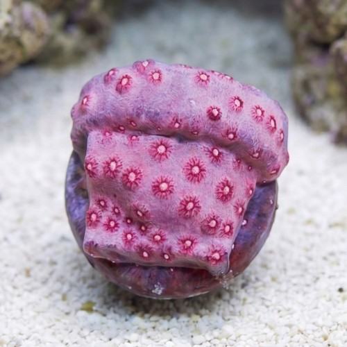 Cyphastrea "Pinky and The Brain" - Aquacultured