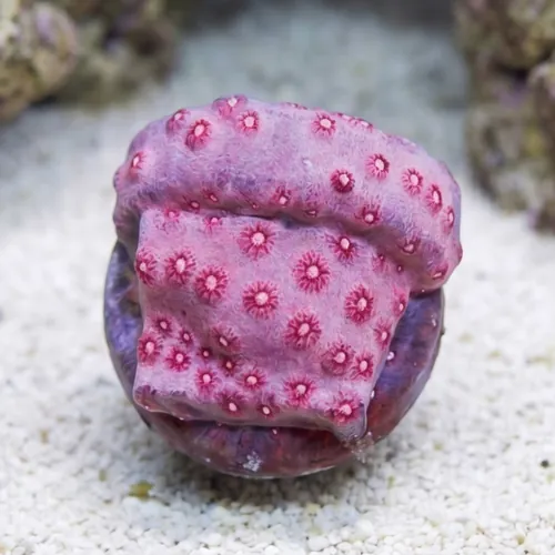 Cyphastrea "Pinky and The Brain" - Aquacultured