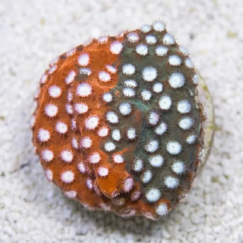 Cyphastrea Fender Bender - Aquacultured
