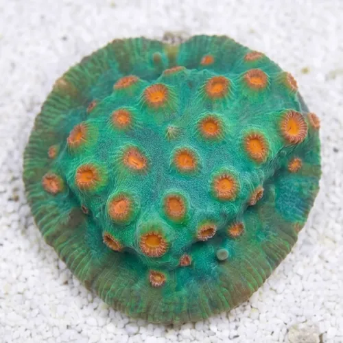 Cyphastrea Reptar - Aquacultured