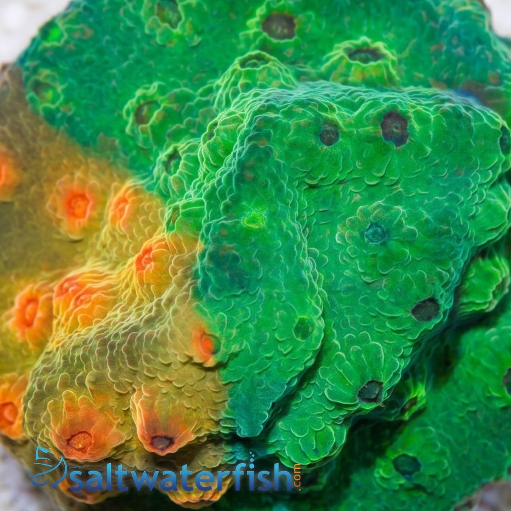 Cyphastrea Tutti Fruiti - Aquacultured