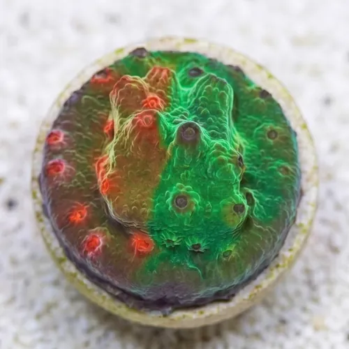 Cyphastrea Tutti Fruiti - Aquacultured