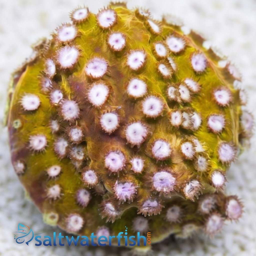 Cyphastrea Copperhead - Aquacultured