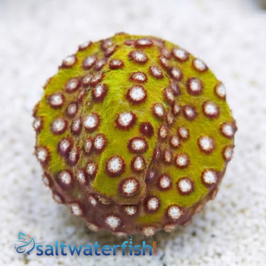 Cyphastrea Copperhead - Aquacultured