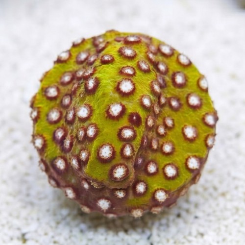 Cyphastrea Copperhead - Aquacultured