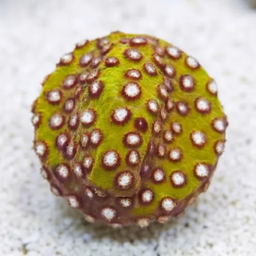 Cyphastrea Copperhead - Aquacultured