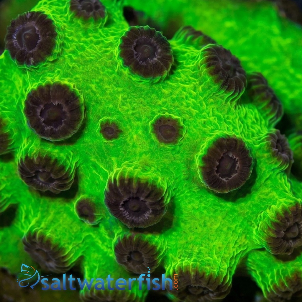 Cyphastrea Mardi Gras - Aquacultured