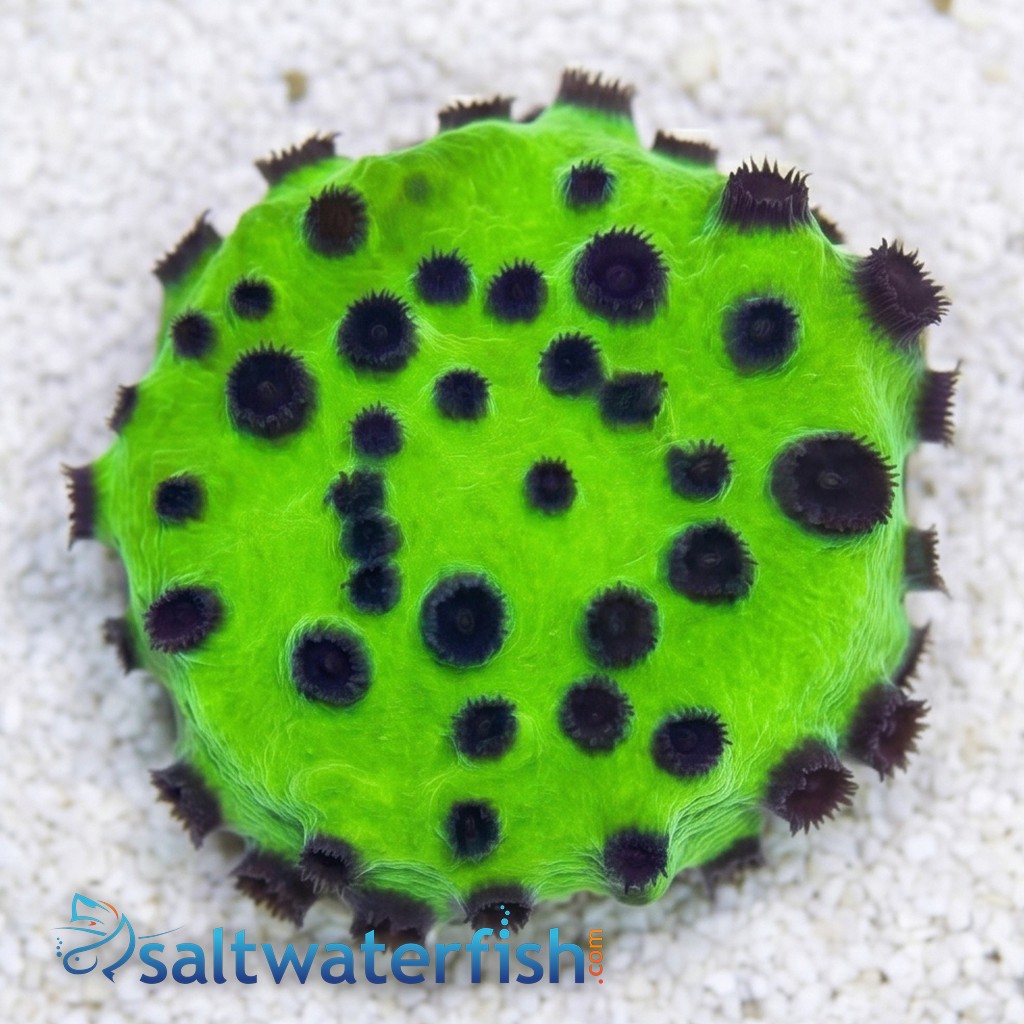 Cyphastrea Mardi Gras - Aquacultured