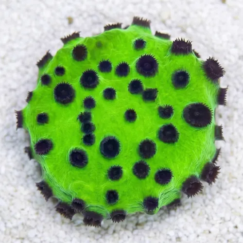 Cyphastrea Mardi Gras - Aquacultured
