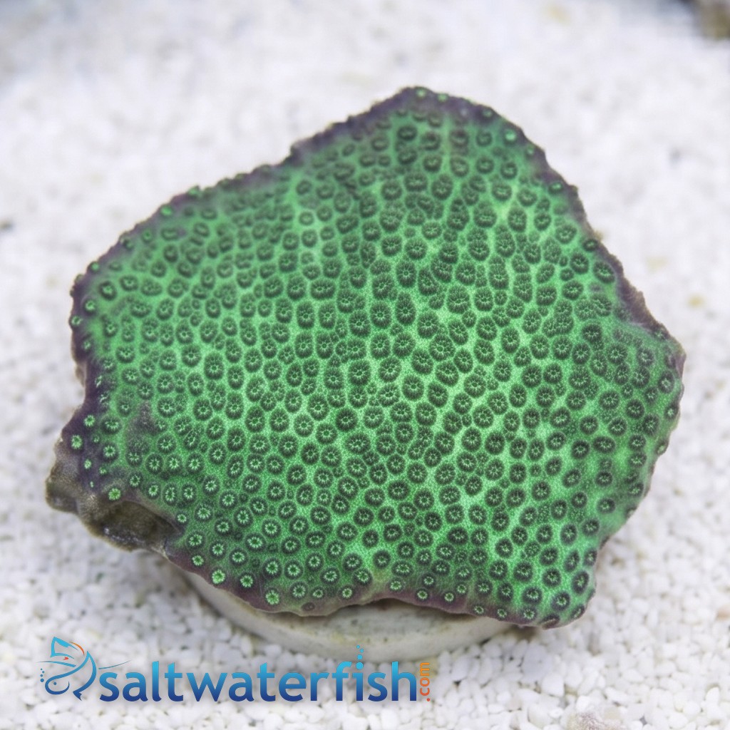 Cyphastrea Green - Aquacultured