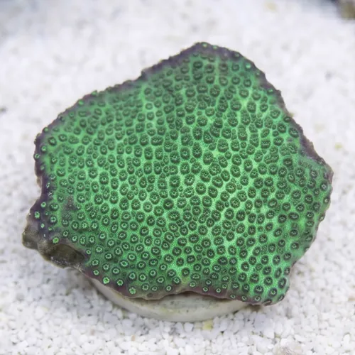 Cyphastrea Green - Aquacultured