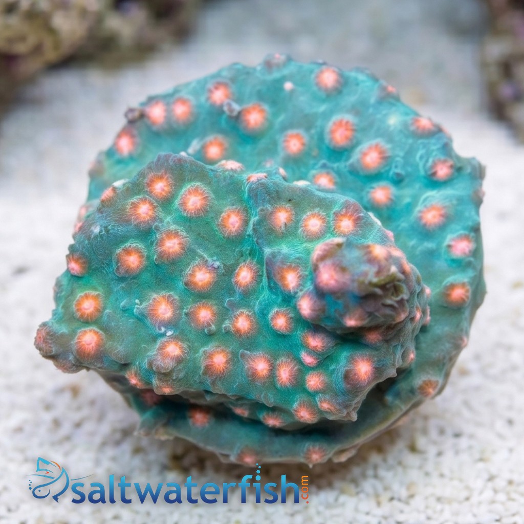 Meteor Shower Cyphastrea - Aquacultured
