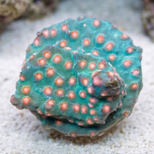 Meteor Shower Cyphastrea - Aquacultured