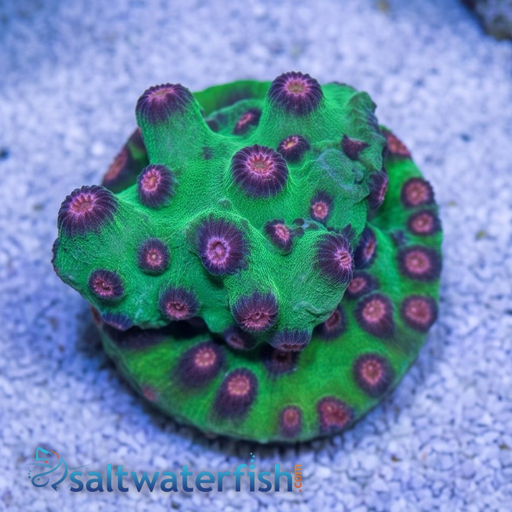 Cyphastrea Alien Pox - Aquacultured
