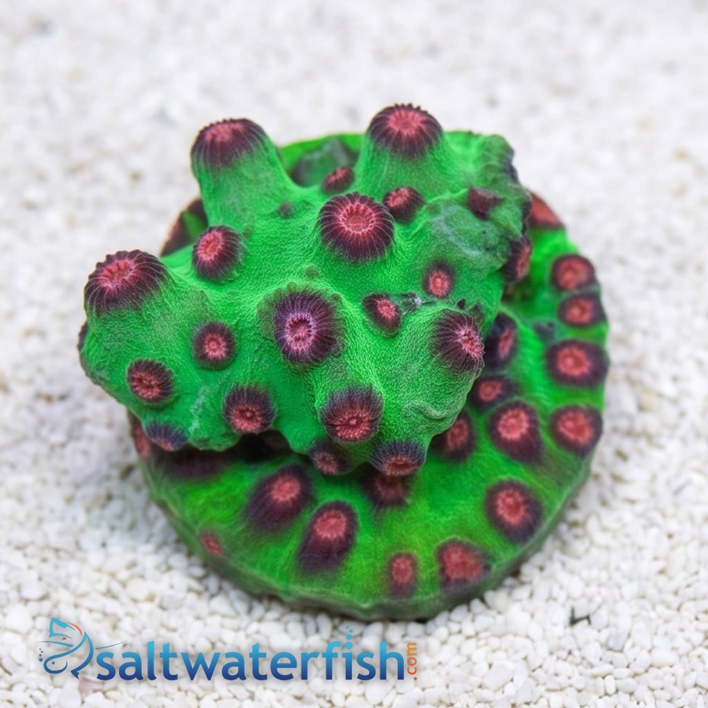 Cyphastrea Alien Pox - Aquacultured