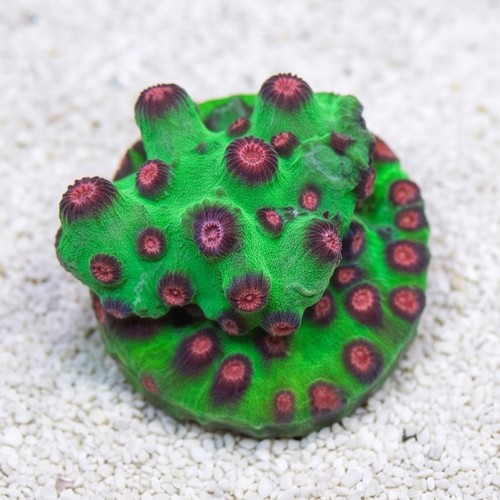 Cyphastrea Alien Pox - Aquacultured