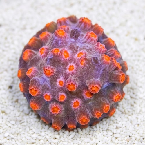 Cyphastrea Branching : Strawberry - Aquacultured