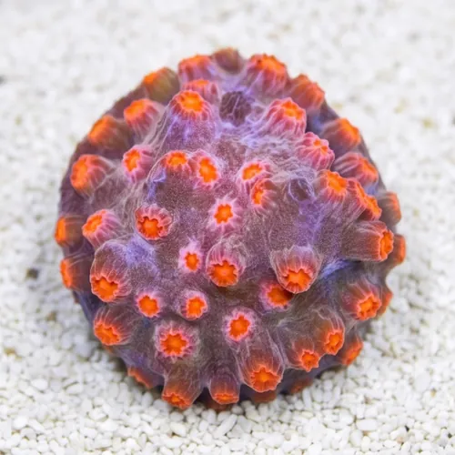 Cyphastrea Branching : Strawberry - Aquacultured