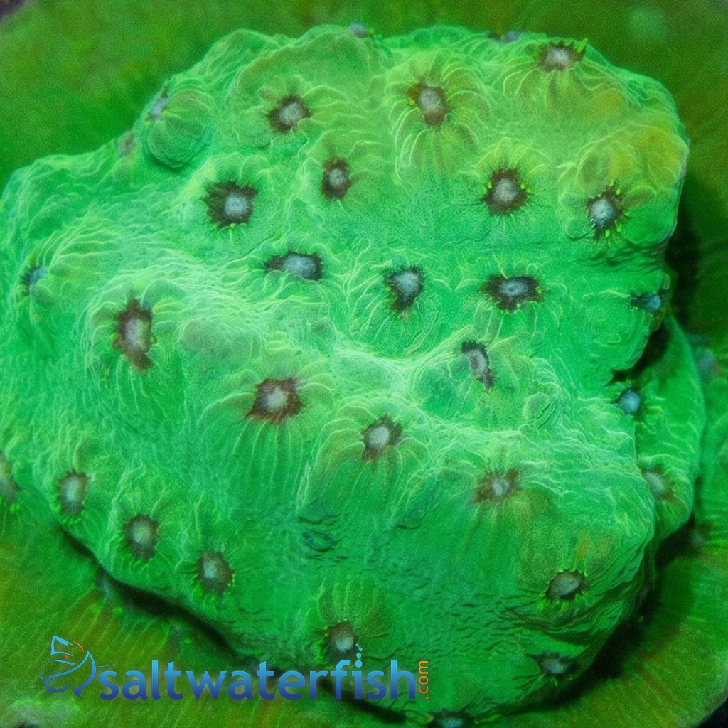 Cyphastrea Leap Frog - Aquacultured