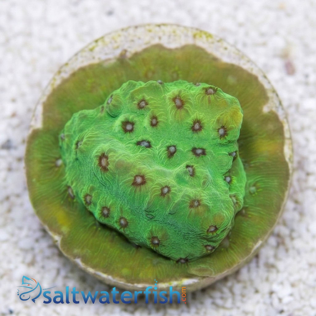 Cyphastrea Leap Frog - Aquacultured