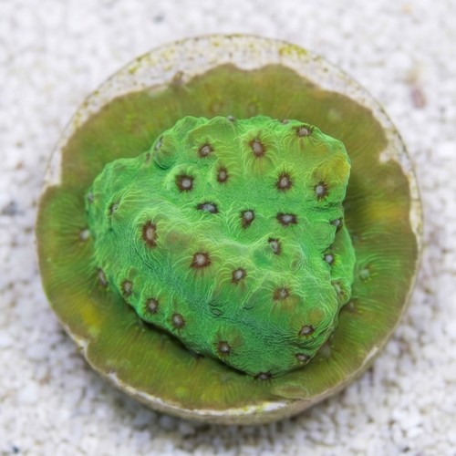 Cyphastrea Leap Frog - Aquacultured