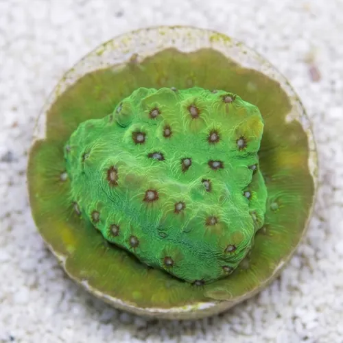 Cyphastrea Leap Frog - Aquacultured