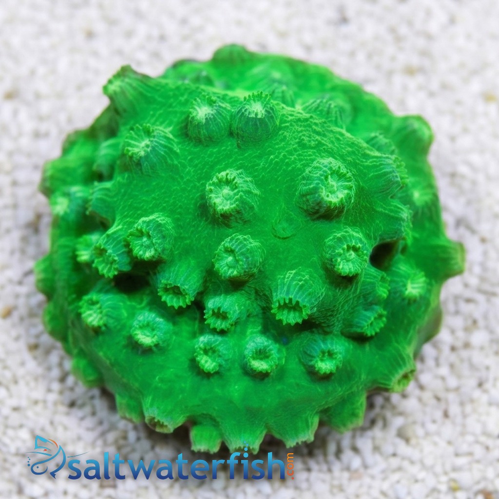 Cyphastrea Lime Green - Aquacultured