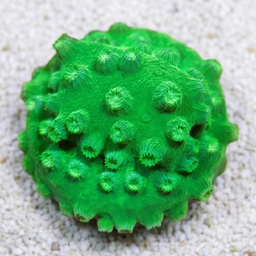 Cyphastrea Lime Green - Aquacultured