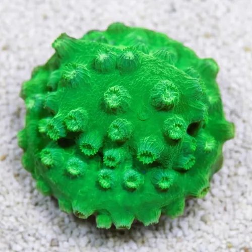 Cyphastrea Lime Green - Aquacultured