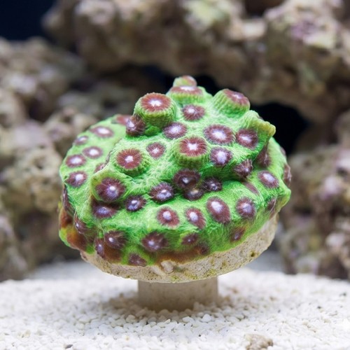 Cyphastrea JF PPE - Aquacultured