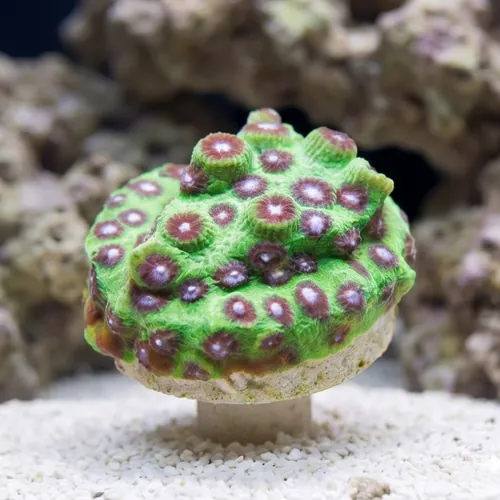 Cyphastrea JF PPE - Aquacultured