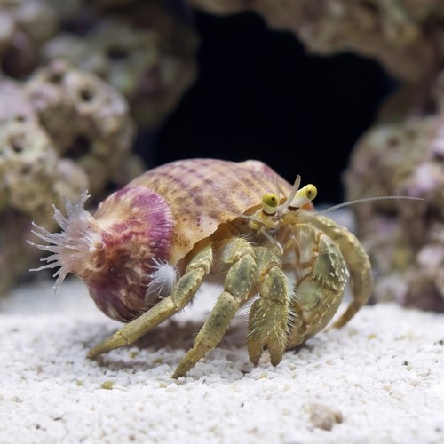 Anemone Hermit Crab