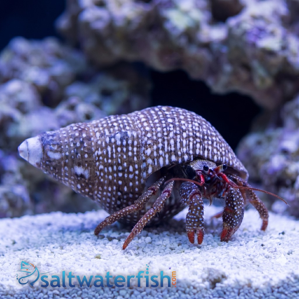 Red Leg Hermit Crab: Assorted