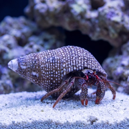 Red Leg Hermit Crab: Assorted